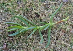 Carpobrotus