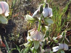 Crotalaria burkeana