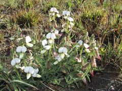 Crotalaria burkeana