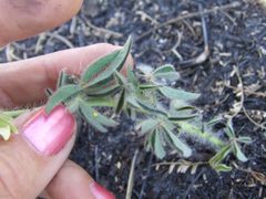 Crotalaria burkeana