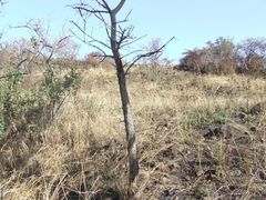 Crotalaria burkeana