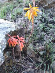 Aloe chortolirioides
