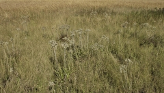 Helichrysum pallidum