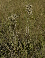 Helichrysum pallidum
