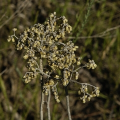 Helichrysum pallidum