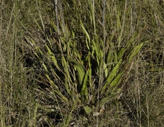Helichrysum pallidum