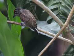 Picumnus squamulatus