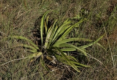 Hypoxis hemerocallidea