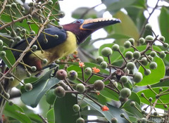 Pteroglossus inscriptus