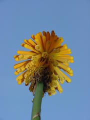 Kniphofia rooperi