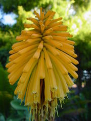 Kniphofia rooperi