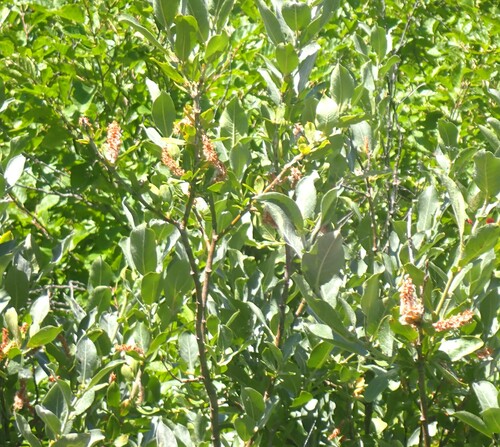 Image of Salix commutata by (c) mfeaver, some rights reserved (CC BY)