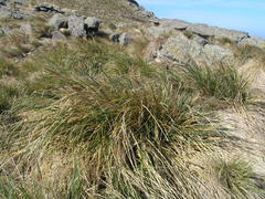 Poa flabellata
