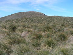 Poa flabellata