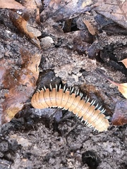 Dicellarius talapoosa