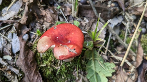 観察された菌類