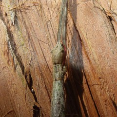Acanthoxyla inermis