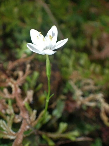 Image of Centaurium scilloides by (c) Louis Imbeau, some rights reserved (CC BY)