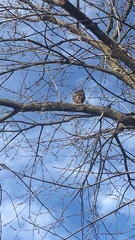 Accipiter cooperii