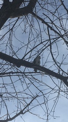 Accipiter cooperii