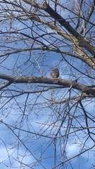 Accipiter cooperii