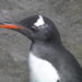Northern Gentoo Penguin - Photo (c) Nigel Forshaw, some rights reserved (CC BY-NC), uploaded by Nigel Forshaw