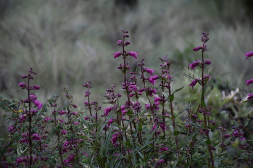Image of Penstemon gentianoides by (c) Zac Peterson, some rights reserved (CC BY)