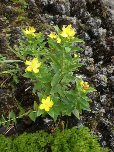 Hypericum foliosum (Hypericum foliosum)