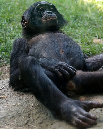 Pan paniscus