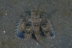Dactyloptena orientalis