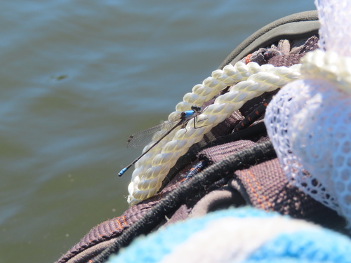 Blue-fronted Dancer (Argia apicalis), a species recorded in Ohio