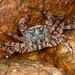 Marbled Crab - Photo (c) Paolo Mazzei, some rights reserved (CC BY-NC), uploaded by Paolo Mazzei