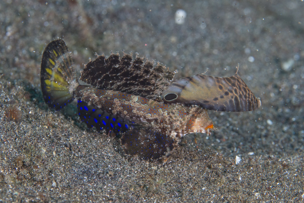 Black-Orange Dragonet