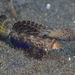 Dactylopus kuiteri - Photo (c) Mark Rosenstein, μερικά δικαιώματα διατηρούνται (CC BY-NC), uploaded by Mark Rosenstein