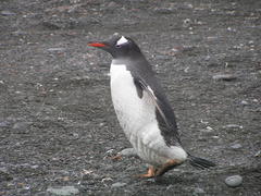 Pygoscelis papua poncetii