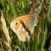 Ochre Ringlet - Photo (c) Nick Block, some rights reserved (CC BY), uploaded by Nick Block