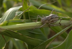 Acanthoplus discoidalis