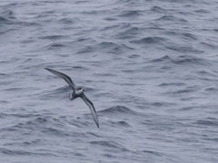 Pterodroma inexpectata