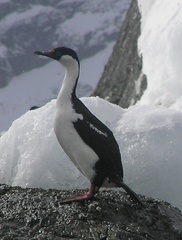 Leucocarbo bransfieldensis