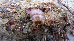 Aulactinia verrucosa