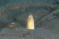 Ophichthus altipennis