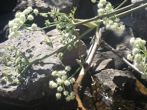 Lyall's angelica (Angelica arguta)