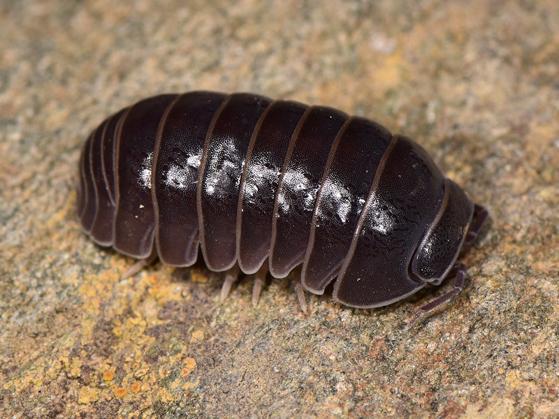 Armadillo officinalis