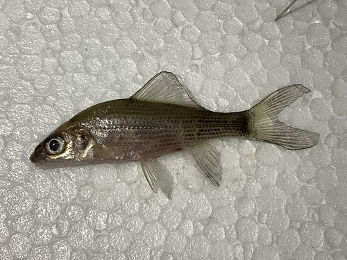 Rotskarper (Procypris rabaudi) — Cyprinidae