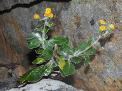 Oresbia heterocarpa
