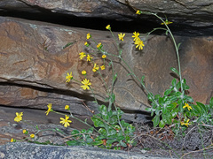 Oresbia heterocarpa