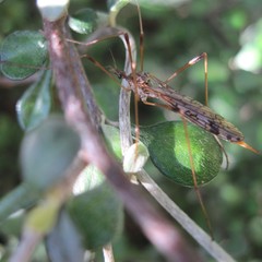 Gynoplistia magnifica