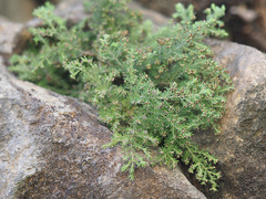Erica philippioides