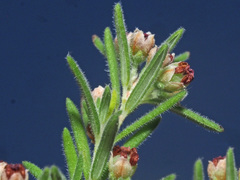 Erica philippioides