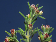 Erica philippioides